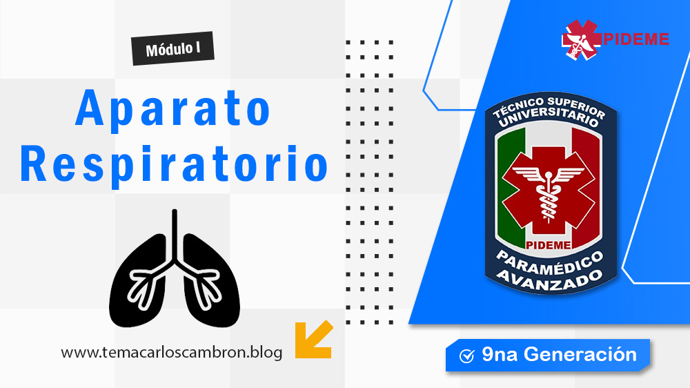 Anatomía del aparato respiratorio