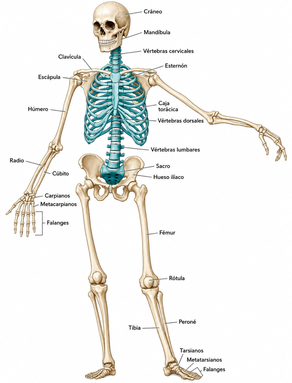 Sistema esquelético humano: principales huesos del cuerpo y estructura anatómica del esqueleto.
