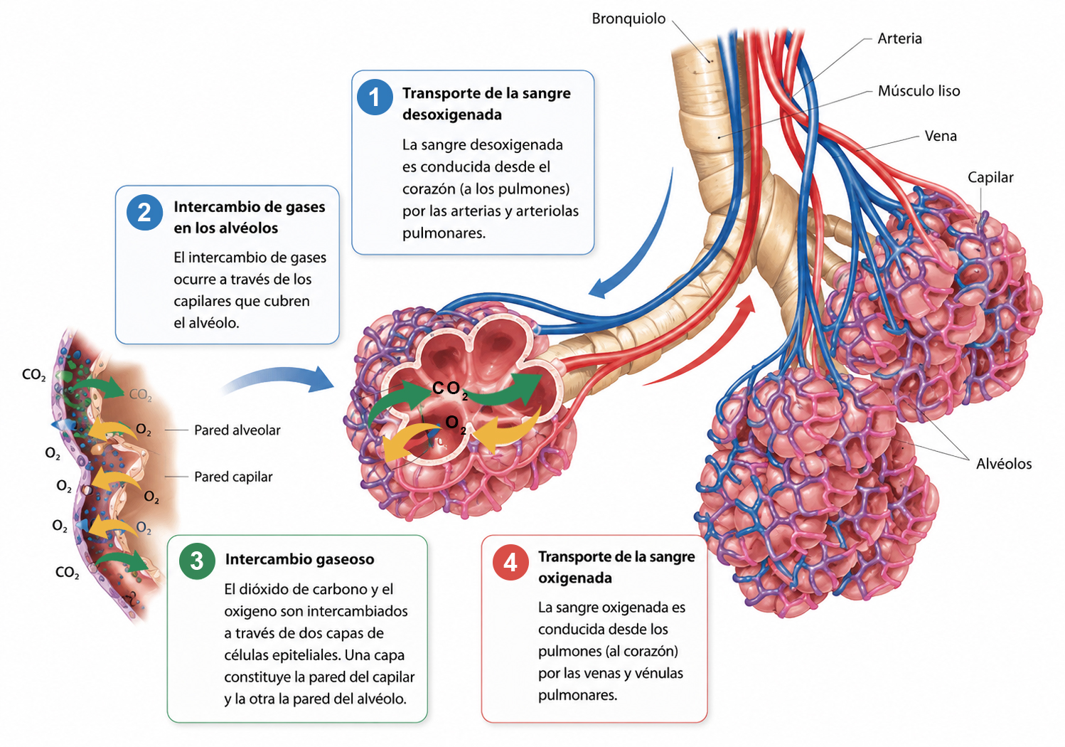 Proceso de intercambio gaseoso en los alvéolos pulmonares mostrando el paso de oxígeno hacia la sangre y la eliminación de dióxido de carbono.