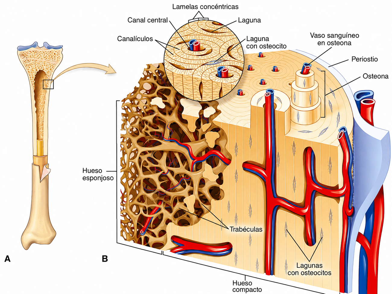 Estructura microscópica del tejido óseo con osteonas, hueso compacto y hueso esponjoso.