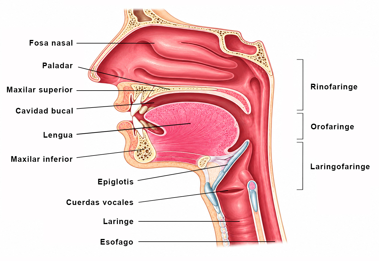 Corte sagital de las vías respiratorias superiores mostrando cavidad nasal, faringe, laringe y estructuras relacionadas.