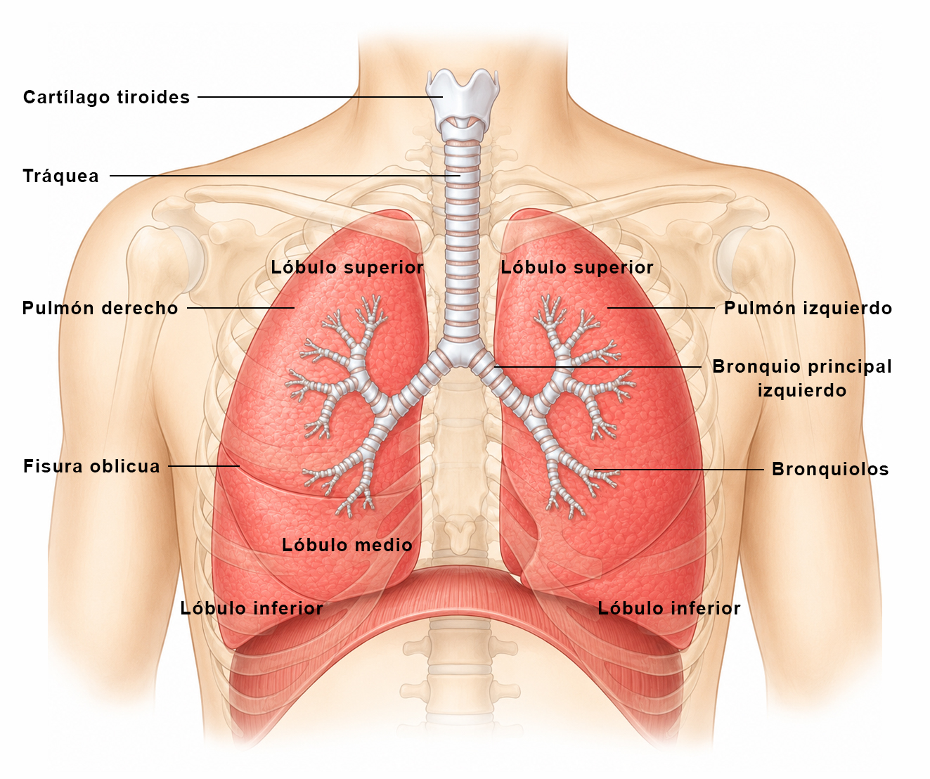 Vista anterior de las vías respiratorias inferiores mostrando tráquea, bronquios, bronquiolos y pulmones dentro de la cavidad torácica.