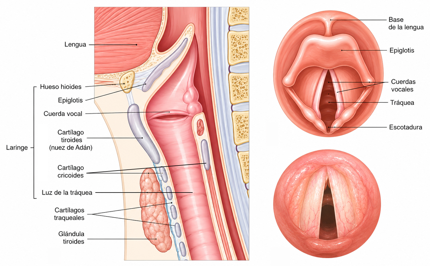 Anatomía de la laringe en vista sagital y superior, mostrando la epiglotis, cuerdas vocales, cartílagos laríngeos y tráquea.