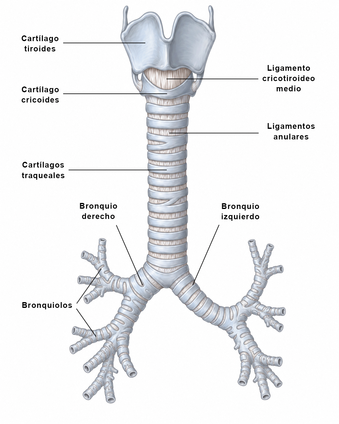 Árbol traqueobronquial humano que muestra la tráquea, los bronquios principales derecho e izquierdo y sus ramificaciones hacia los pulmones.