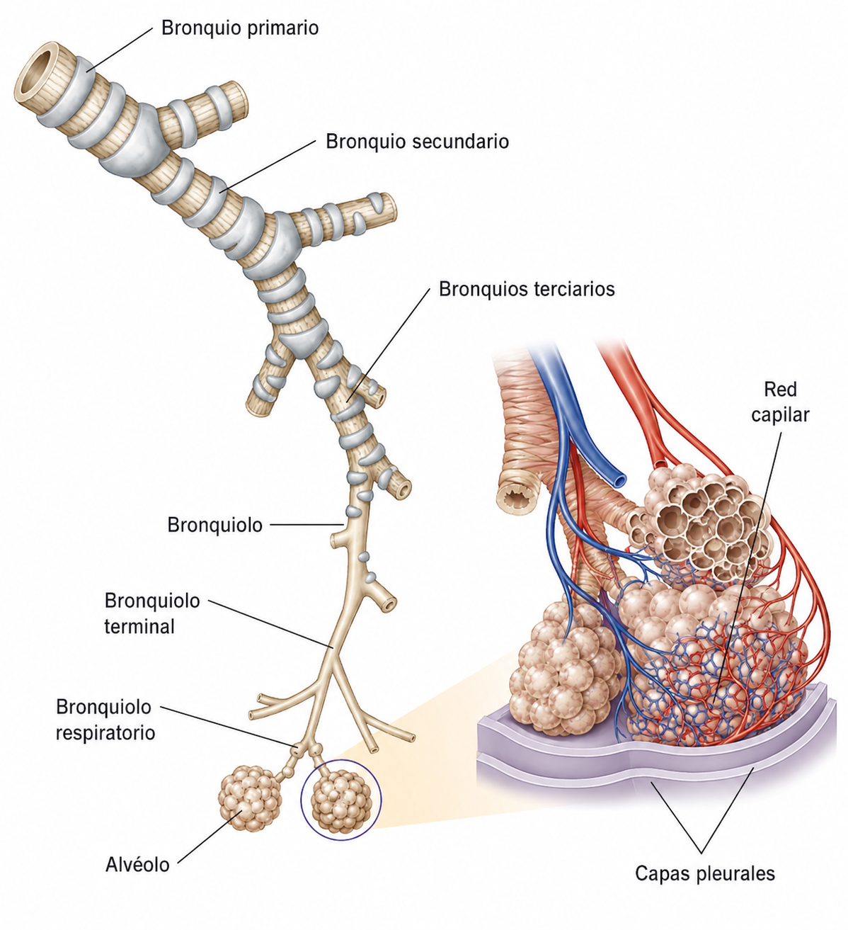 Bronquios, bronquiolos y sacos alveolares que muestran la transición de la vía aérea inferior hasta la región donde ocurre el intercambio gaseoso pulmonar.