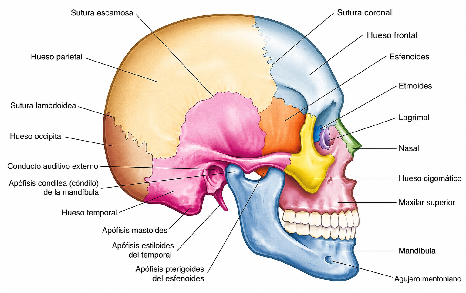 Huesos del cráneo humano en vista lateral con referencias anatómicas