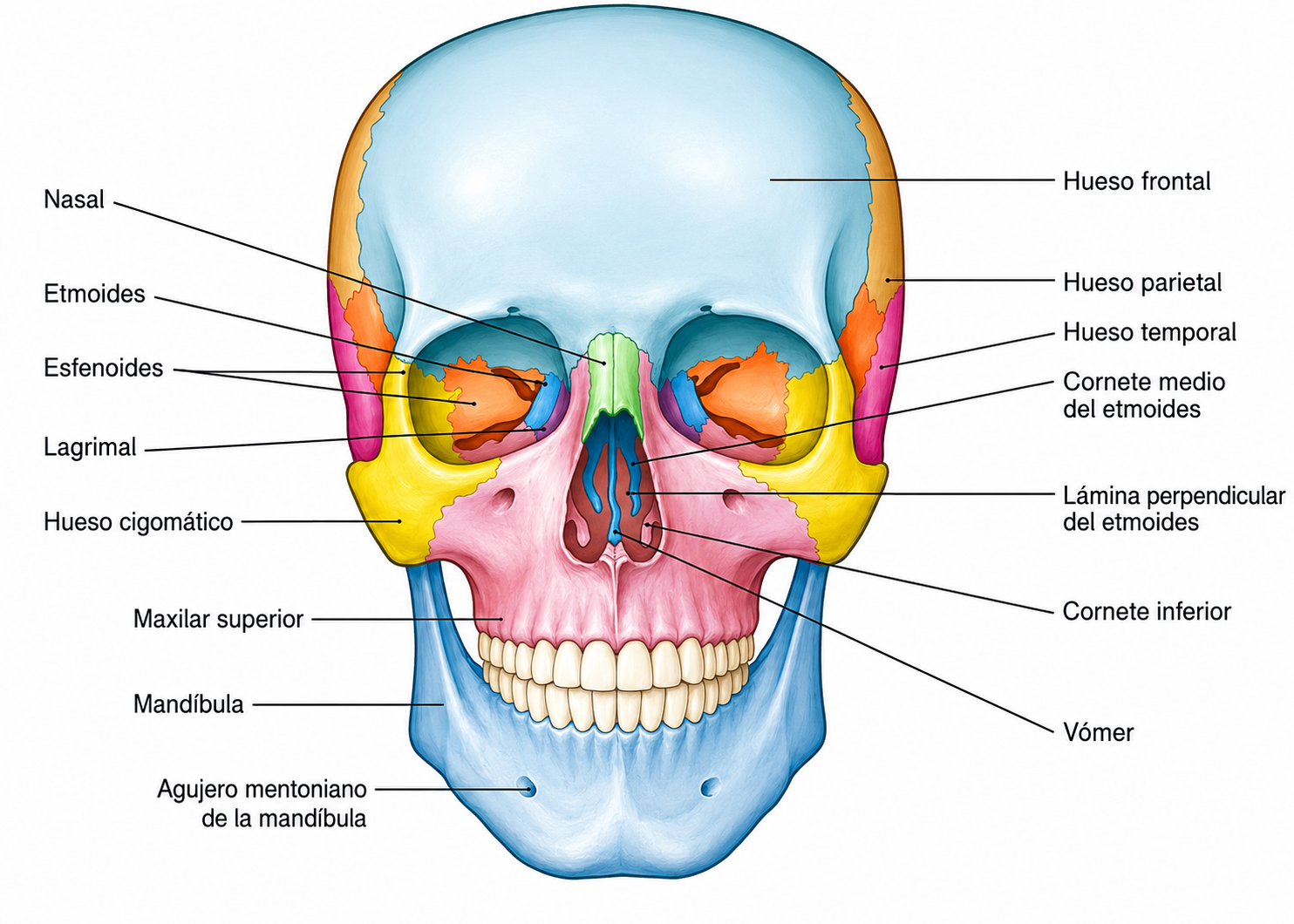 Huesos del cráneo humano en vista frontal con referencias anatómicas