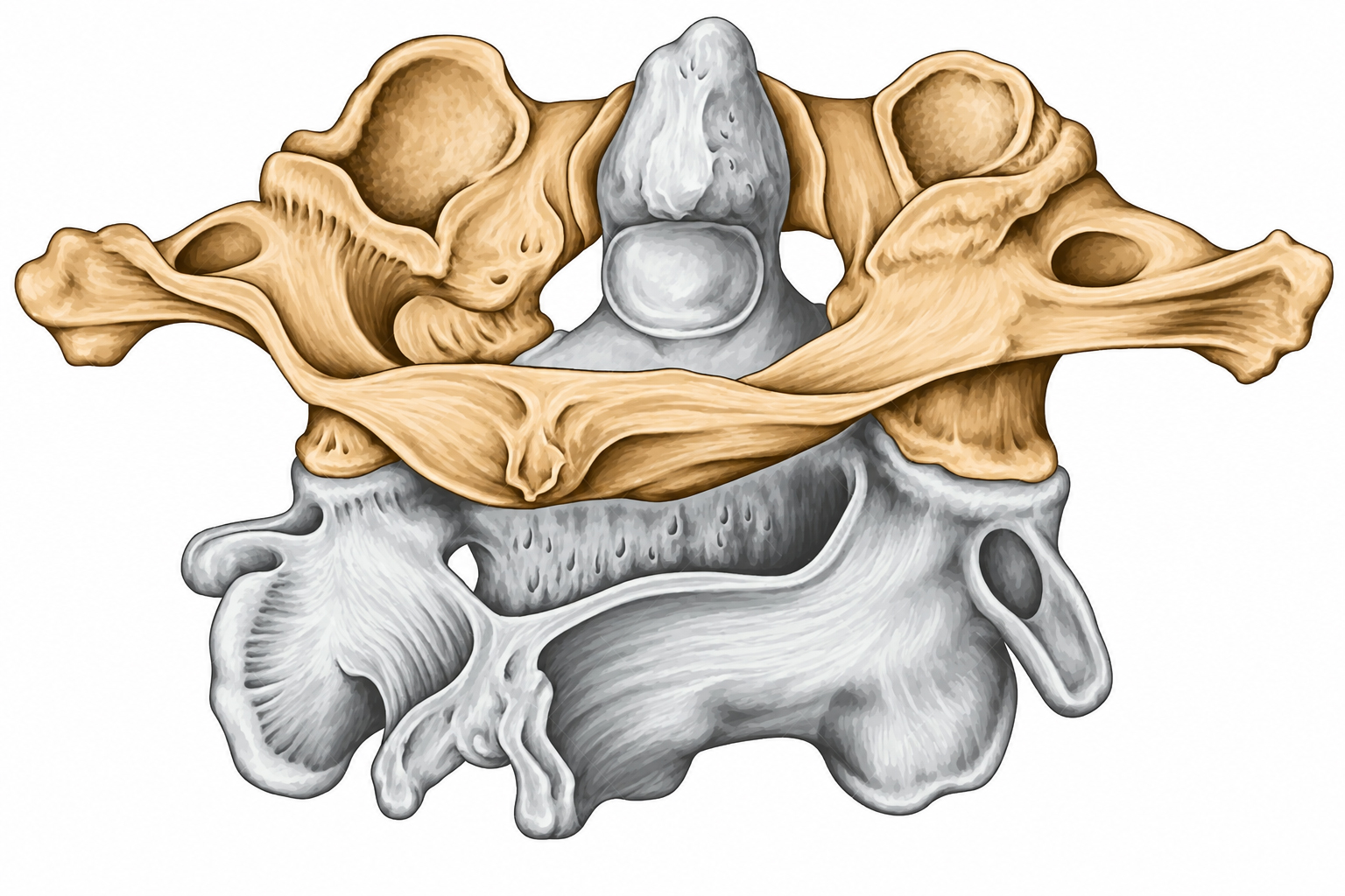 Ilustración anatómica del Atlas (C1) y Axis (C2) del sistema cervical