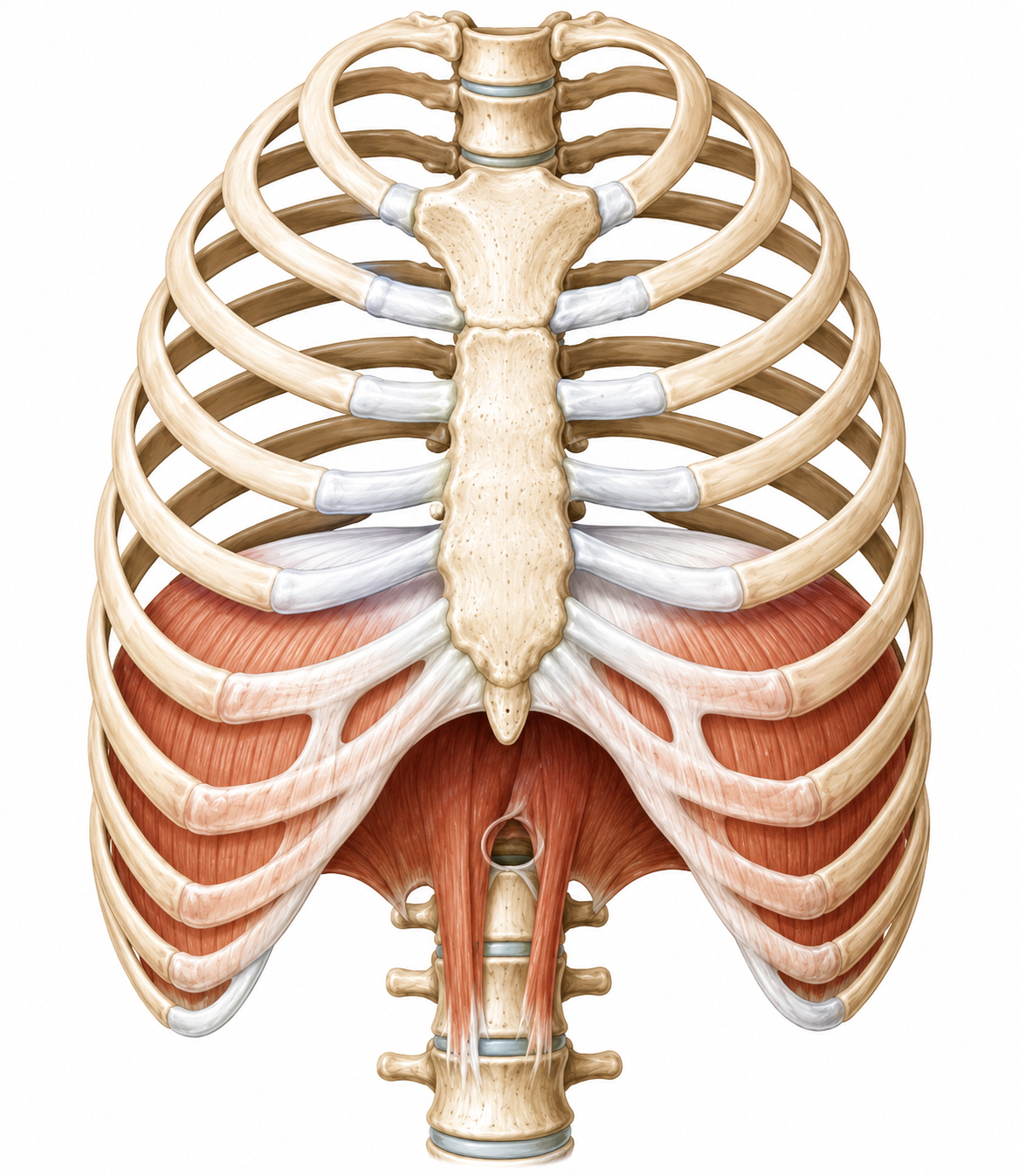 Vista inferior de la caja torácica que muestra el diafragma y sus inserciones costales, estructura muscular fundamental para la ventilación pulmonar.