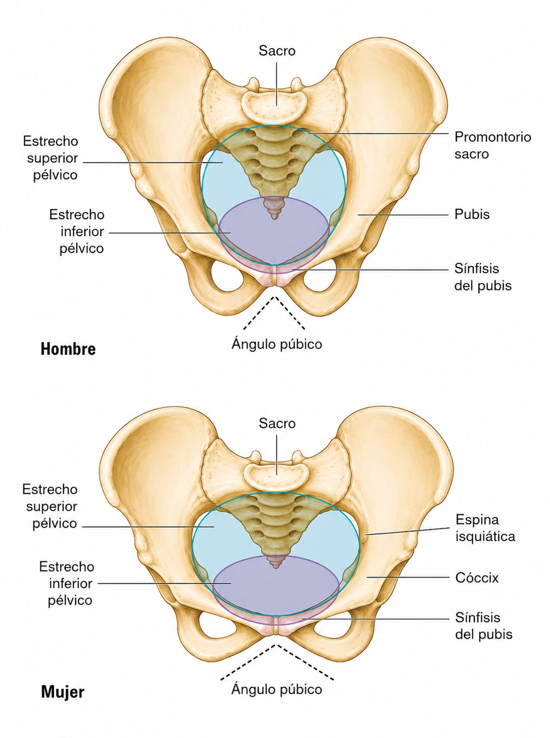 Comparación anatómica entre pelvis masculina y pelvis femenina