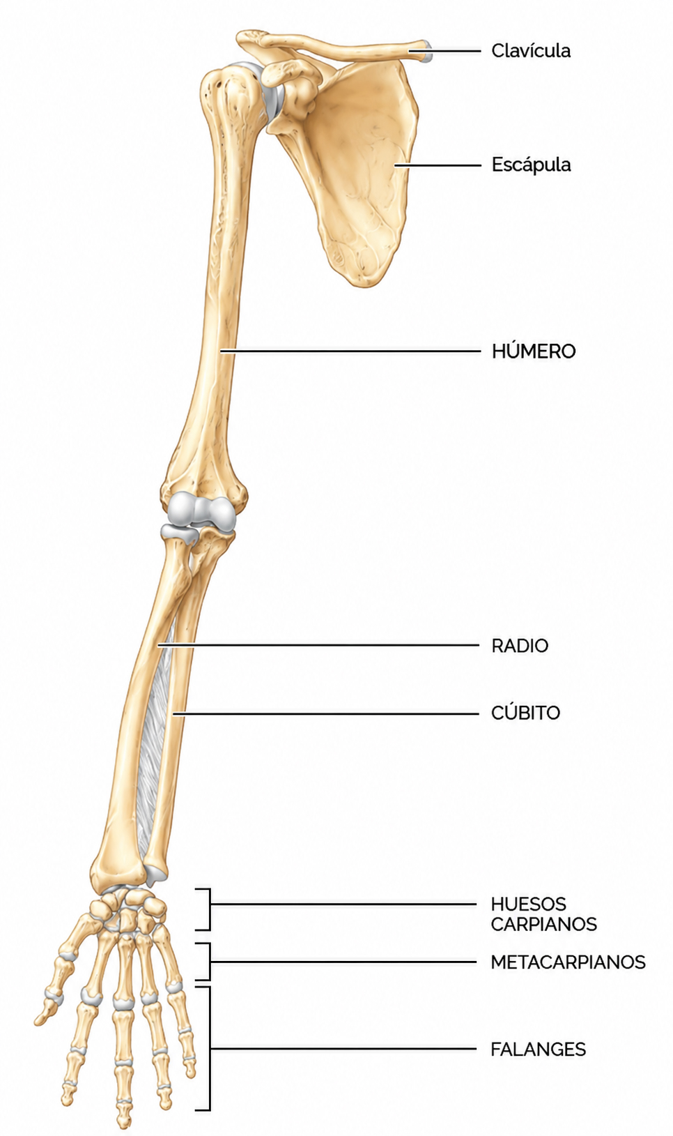 Ilustración anatómica de la extremidad superior humana mostrando clavícula, escápula, húmero, radio, cúbito y huesos de la mano.