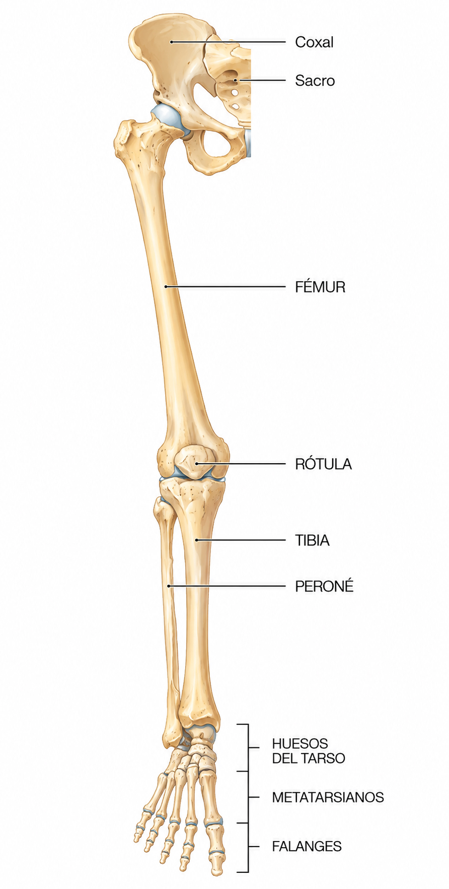 Ilustración anatómica de la extremidad inferior humana mostrando coxal, sacro, fémur, rótula, tibia, peroné y huesos del pie.