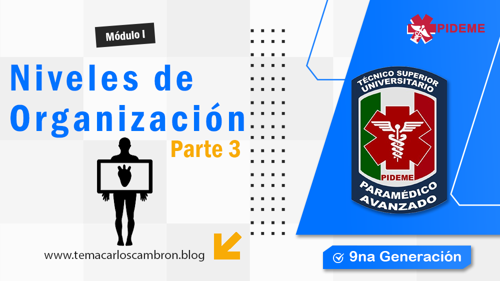 Órganos, aparatos y sistemas del cuerpo humano: estructura y funcionamiento integrado.