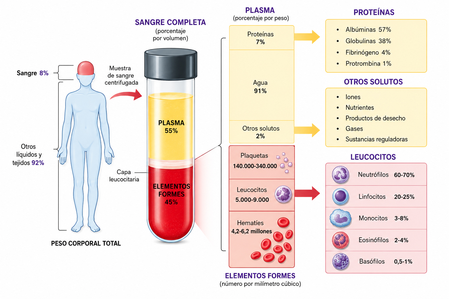 Composición general de la sangre humana y distribución de sus principales componentes.