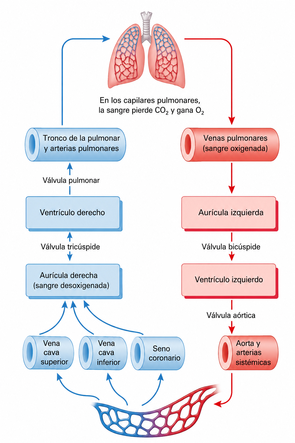 Diagrama de la circulación sanguínea y anatomía básica del corazón humano, mostrando las cavidades cardíacas, grandes vasos y el recorrido de la sangre oxigenada y desoxigenada entre los pulmones y el resto del cuerpo.