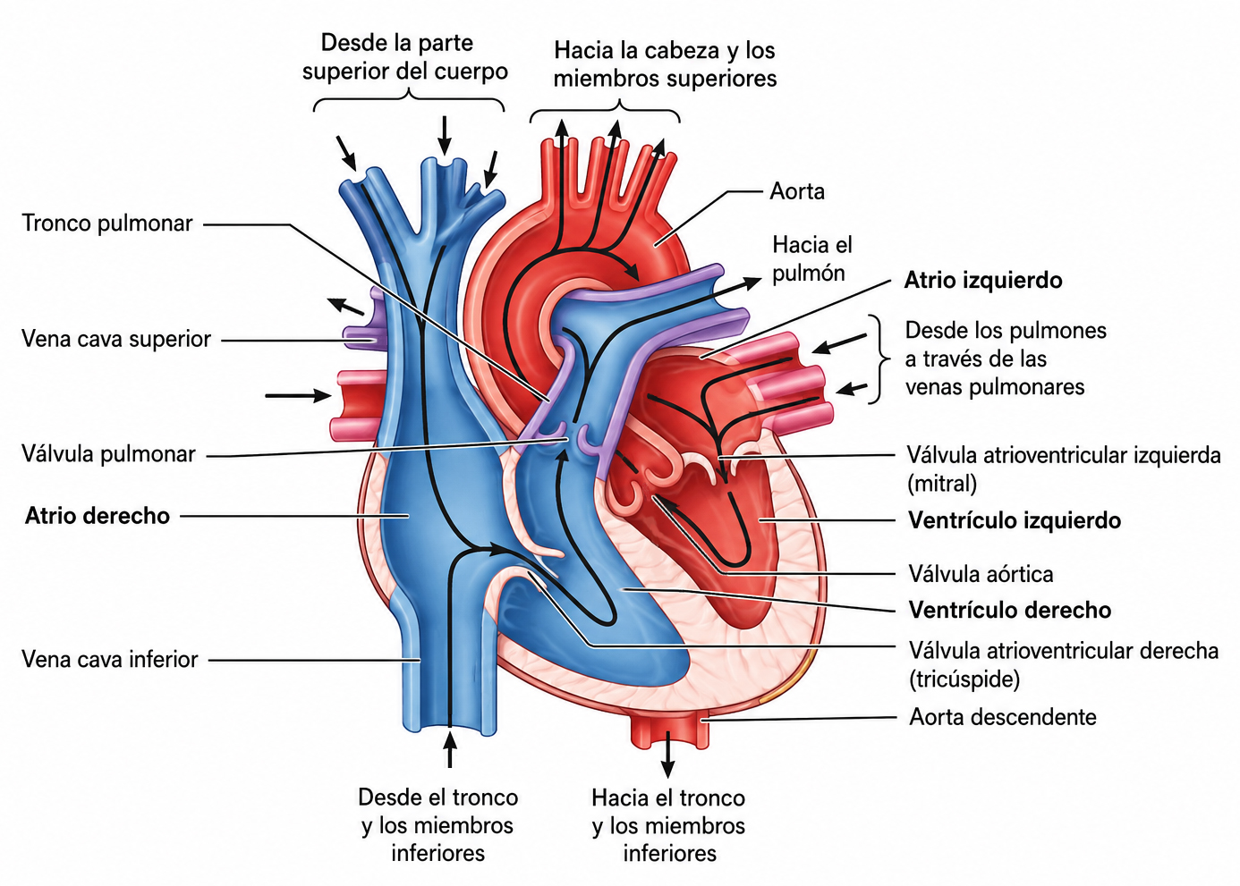 Diagrama de la circulación sanguínea y anatomía básica del corazón humano, mostrando las cavidades cardíacas, grandes vasos y el recorrido de la sangre oxigenada y desoxigenada entre los pulmones y el resto del cuerpo.