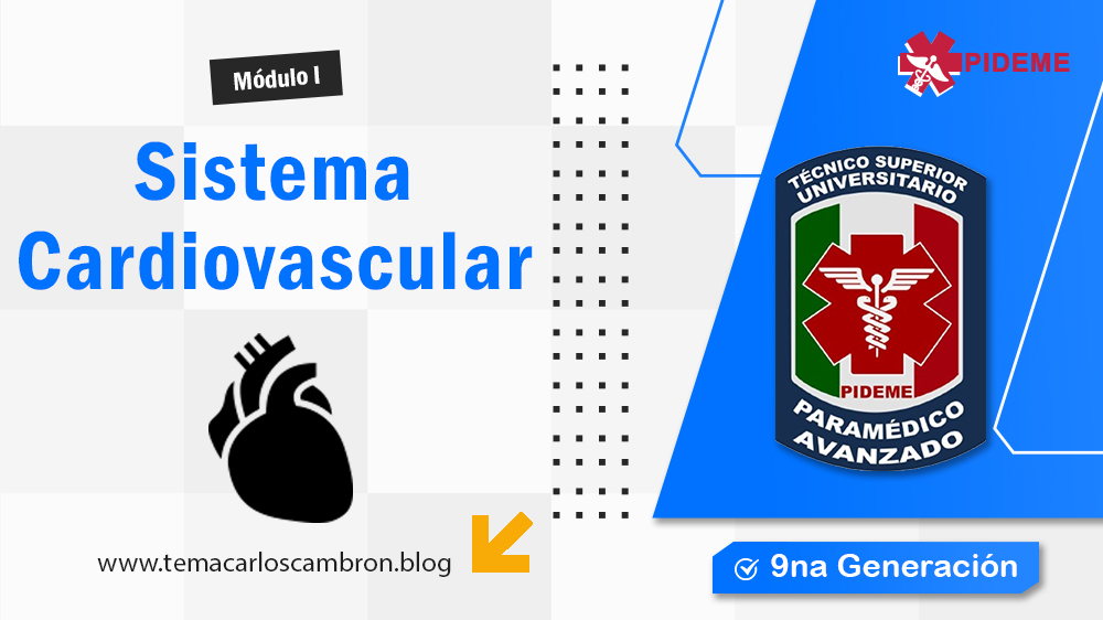 Sistema cardiovascular: anatomía, fisiología, funciones y circulación de la sangre