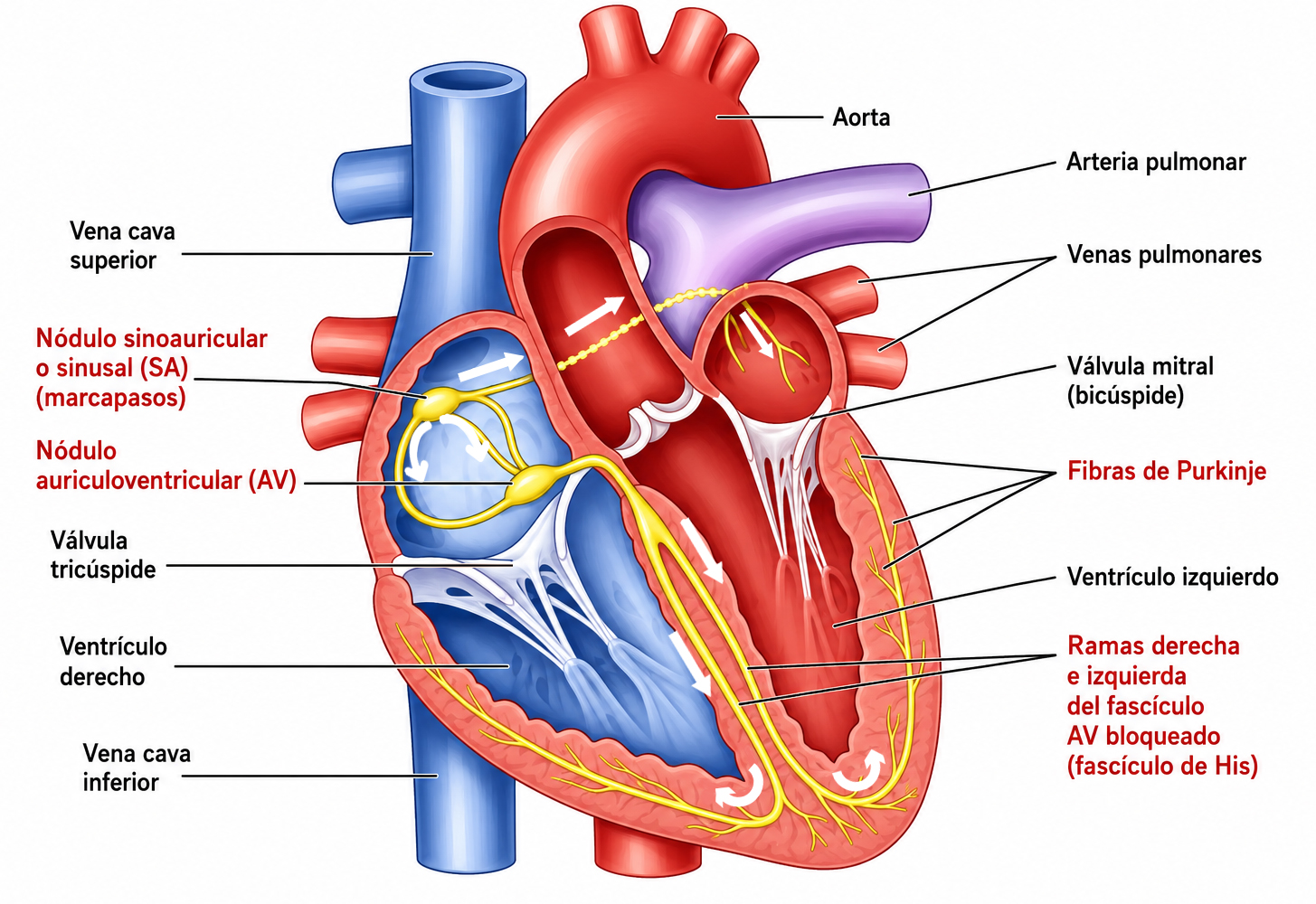 Sistema de conducción cardíaca mostrando el nodo sinoauricular, nodo auriculoventricular, Haz de His, ramas derecha e izquierda y fibras de Purkinje responsables de la propagación del impulso eléctrico en el corazón.