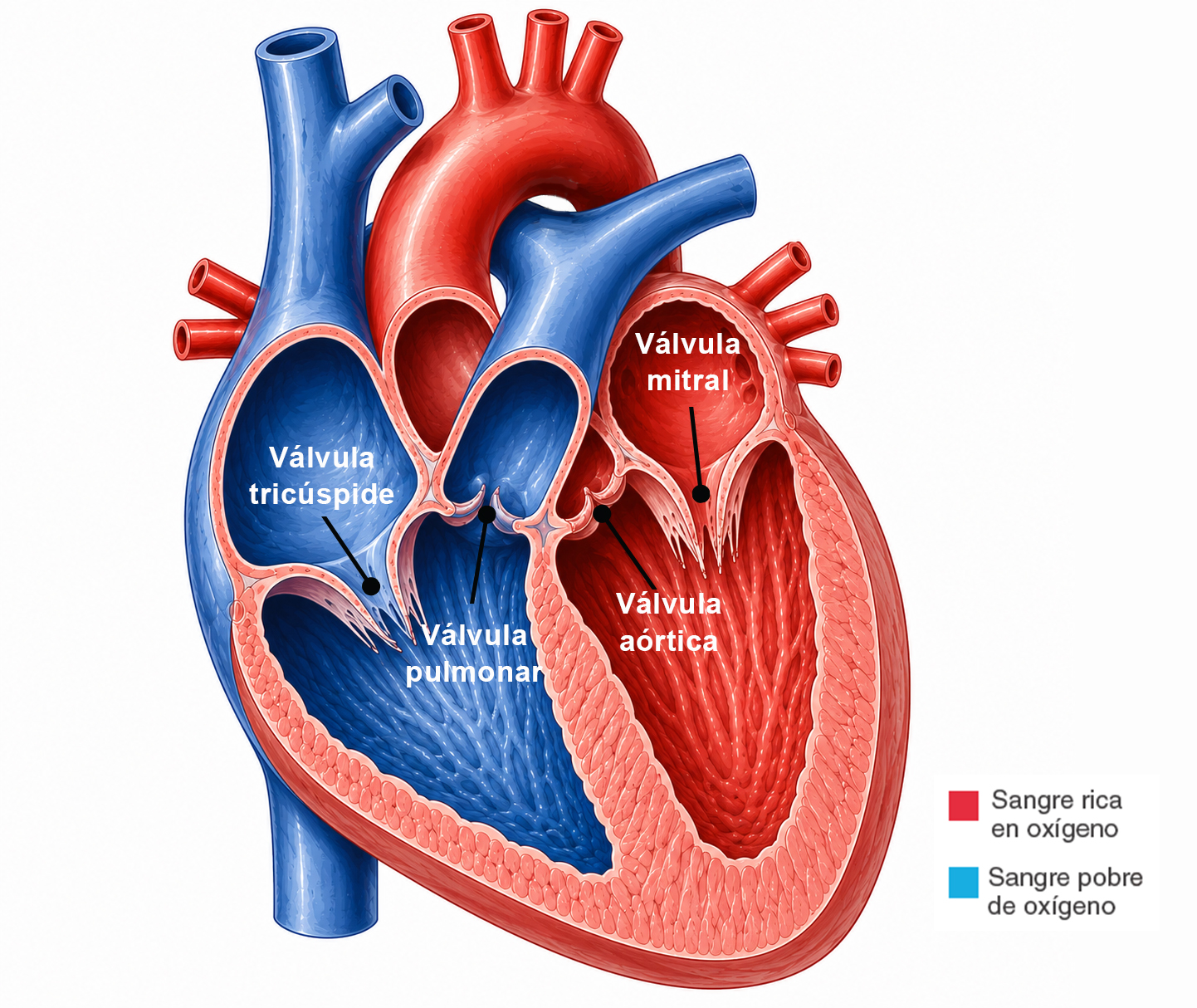 Válvulas cardíacas del corazón mostrando válvula tricúspide, pulmonar, mitral y aórtica.
